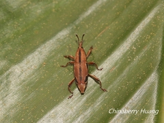 Sphenocorynes kosempoensis