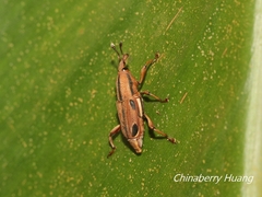 Sphenocorynes kosempoensis