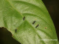 Technomyrmex brunneus