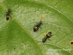 Technomyrmex brunneus