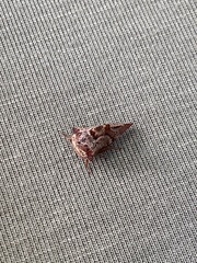 Telamona ampelopsidis