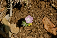 Malvales
