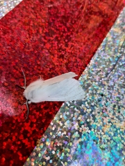 Spilosoma vestalis
