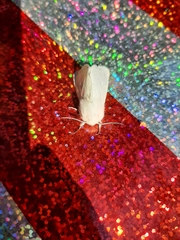 Spilosoma vestalis