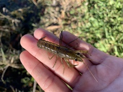 Procambarus alleni