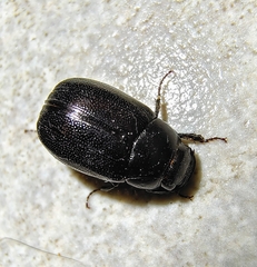Diplotaxini