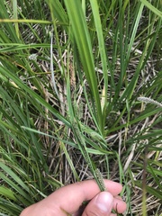 Carex lenticularis