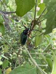 Crioprosopus basileus