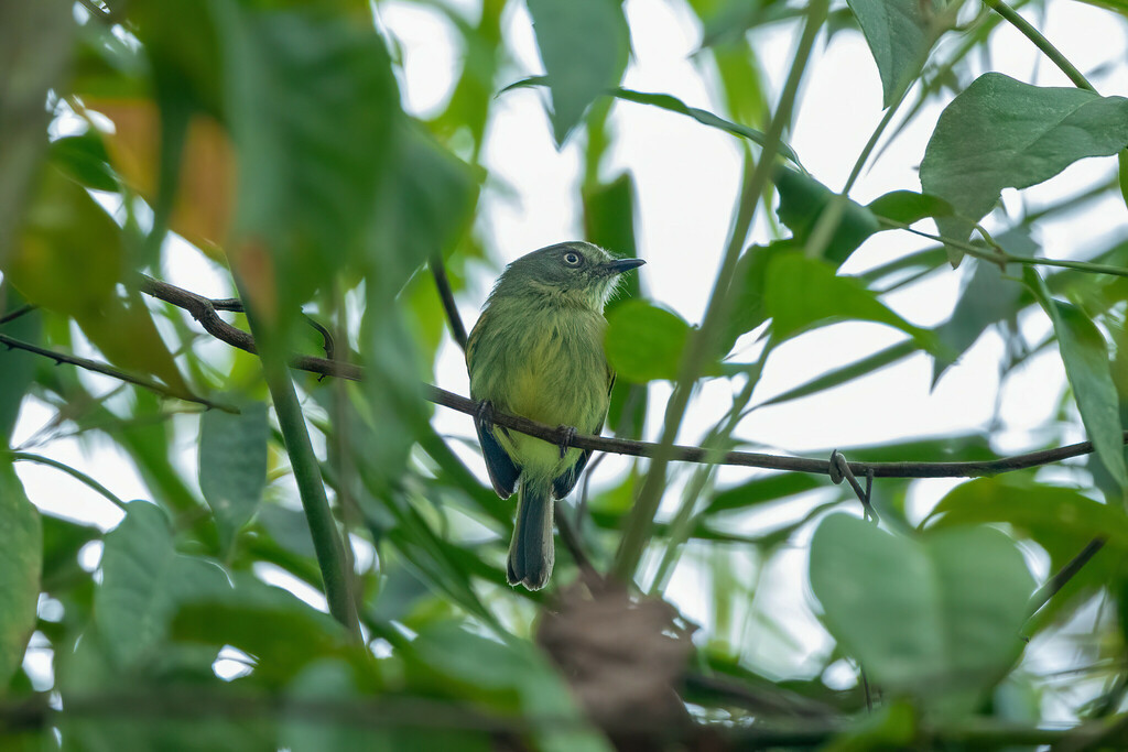 Joao's Tody-tyrant