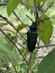 Crioprosopus basileus