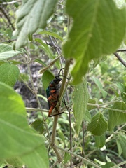 Crioprosopus basileus