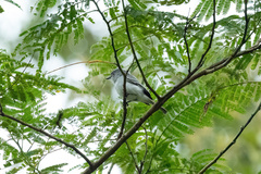 Myiopagis cinerea