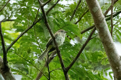 Myiopagis cinerea