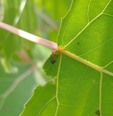 Crematogaster laeviuscula