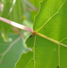 Crematogaster laeviuscula