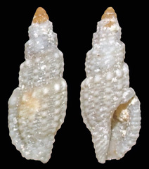 Kermia