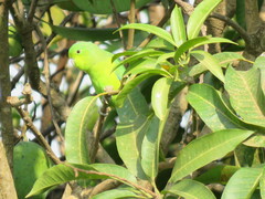 Forpus xanthopterygius