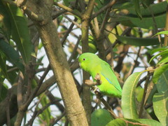 Forpus xanthopterygius