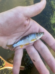 Cyprinella spiloptera