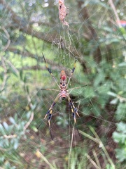 Trichonephila clavipes image