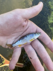 Cyprinella spiloptera