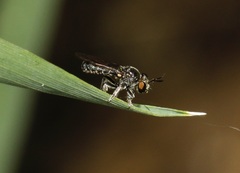 Cerotainia macrocera