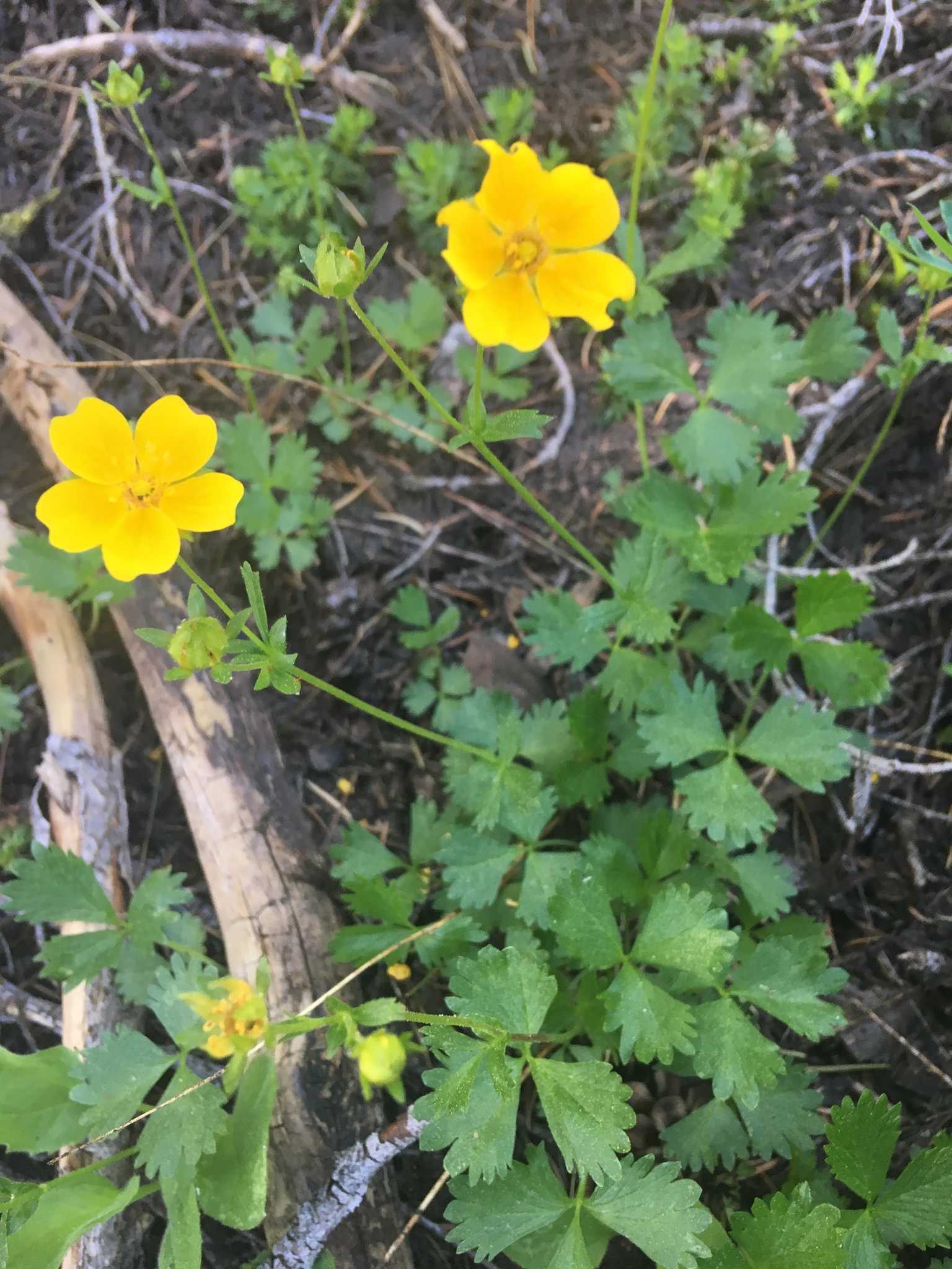 Potentilla flabellifolia