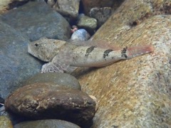Cottus rhotheus