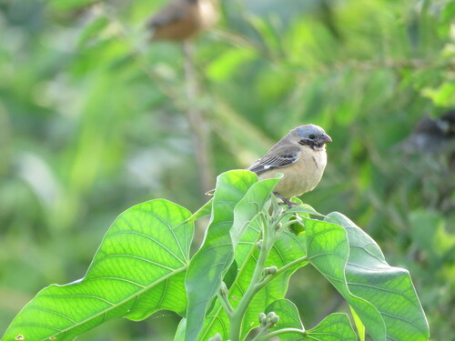 Dark-throated Seedeater (Sporophila ruficollis), photo 8