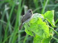 Sporophila caerulescens