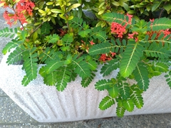 Phyllanthus urinaria hookeri