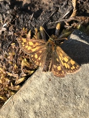 Carterocephalus skada