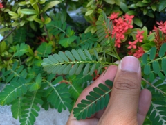 Phyllanthus urinaria hookeri