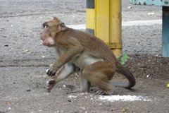 Macaca fascicularis