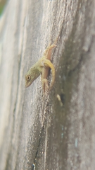 Anolis