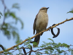 Mimus saturninus
