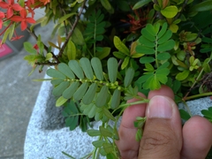 Phyllanthus urinaria hookeri