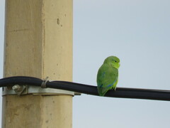 Forpus xanthopterygius