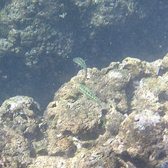 Thalassoma trilobatum