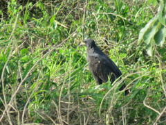 Buteogallus urubitinga