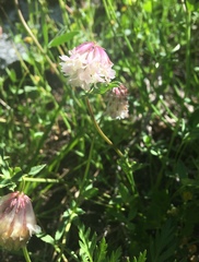 Trifolium productum