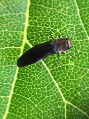 Agrilus ruficollis