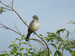 Saltator coerulescens