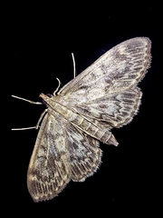 Anania lancealis