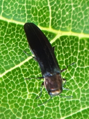 Agrilus ruficollis