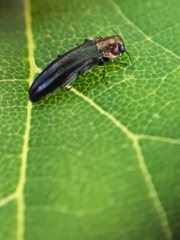 Agrilus ruficollis