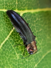 Agrilus ruficollis