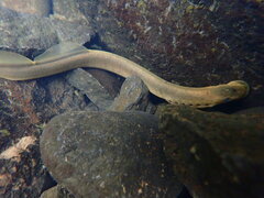Lampetra pacifica
