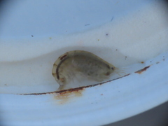Wecomedon nobilis