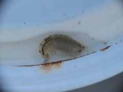 Wecomedon nobilis
